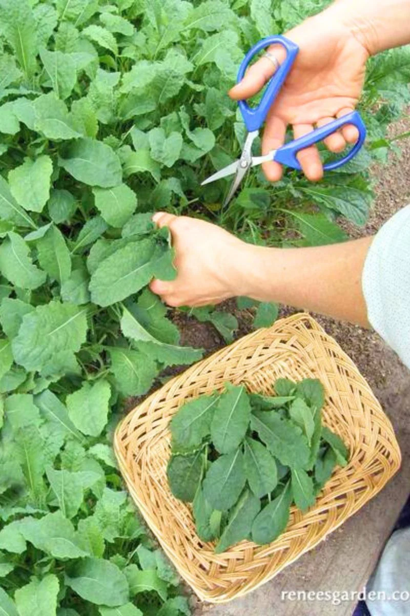 Renee's Garden Heirloom Italian Kale Tuscan Baby Leaf Seeds - Image 2
