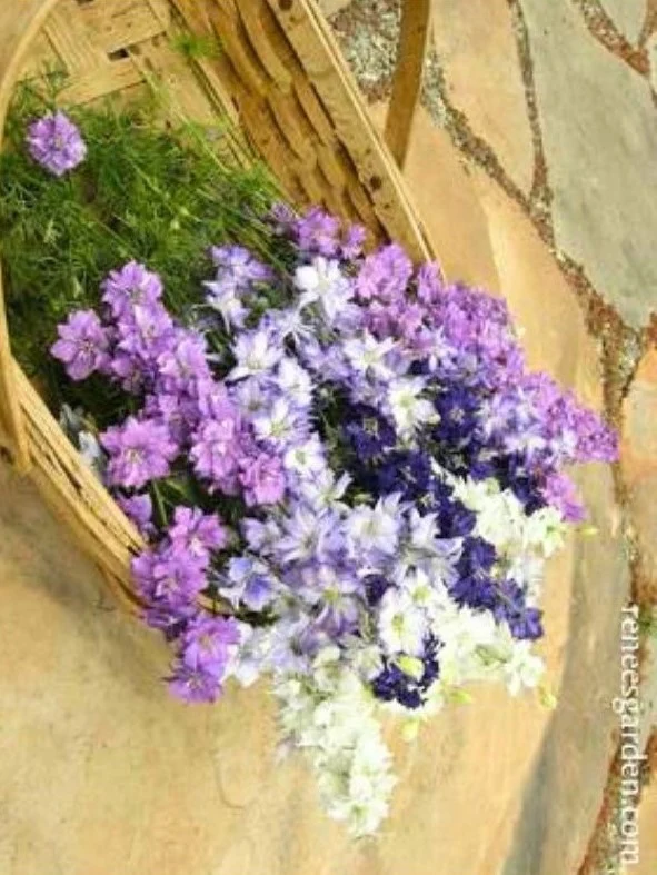 Renee's Garden Bouquet Larkspur Singing The Blues Seeds - Image 2