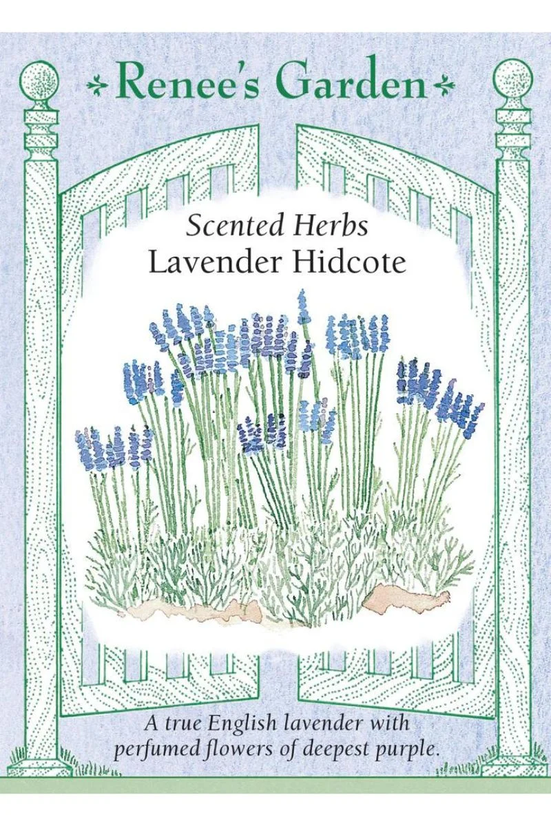 Renee's Garden Scented Herbs Lavender Hidcote Seeds - Image 2
