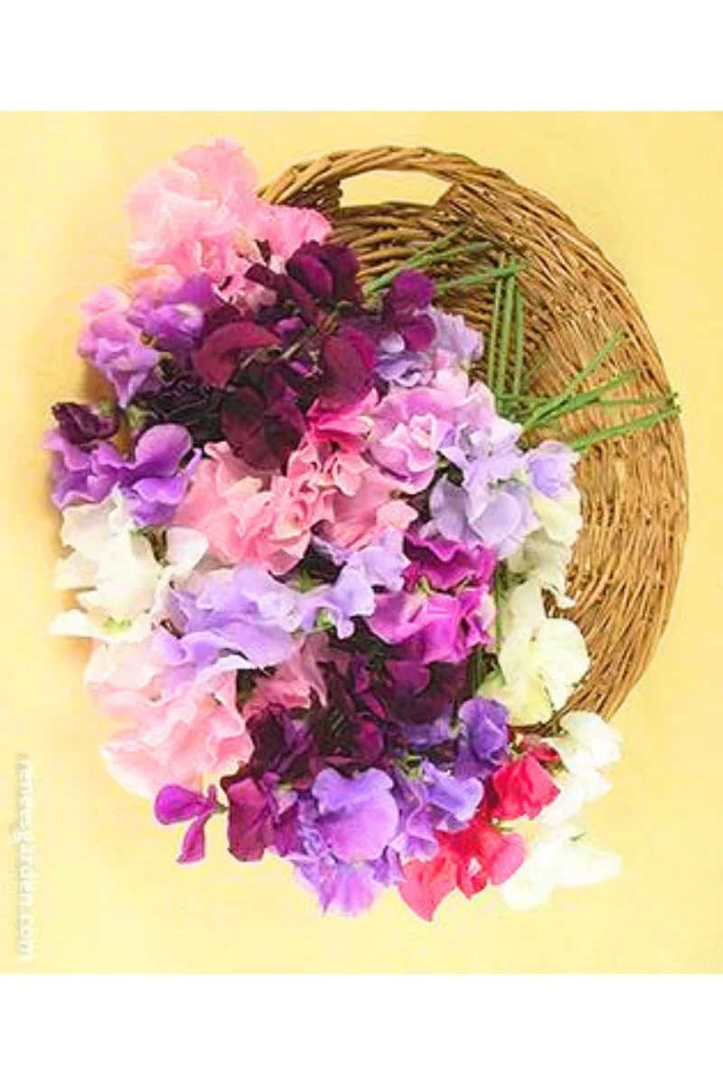 Renee's Garden Container Herbs White Ice Lavender Seeds - Image 2