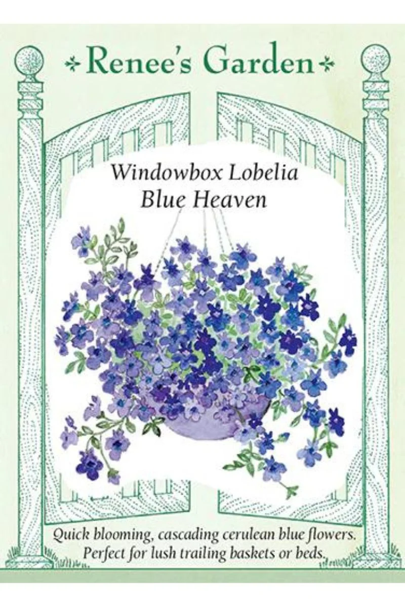 Renee's Garden Windowbox Lobelia Blue Haven Seeds