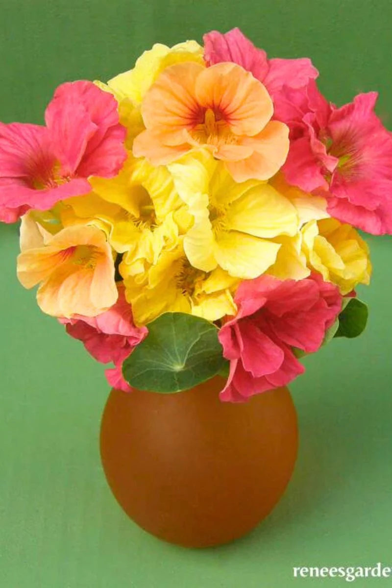 Renee's Garden Hummingbird Nasturtiums Aloha Mix Seeds - Image 2