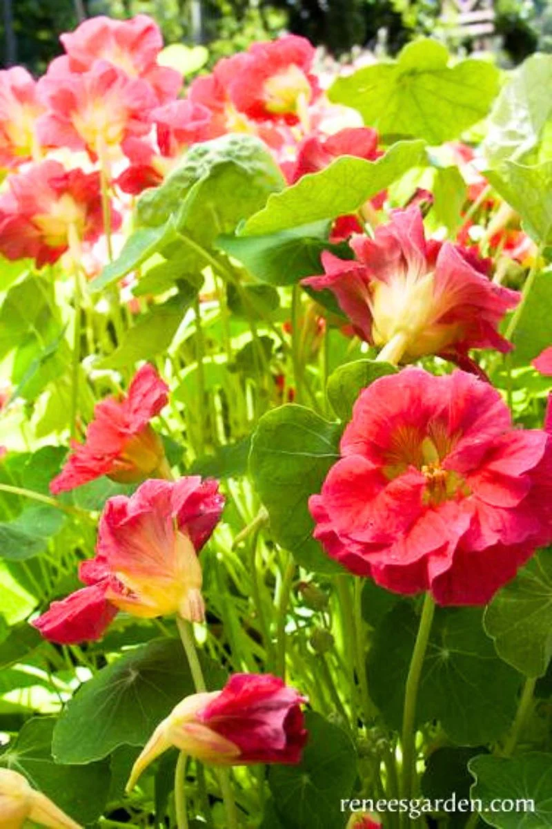Renee's Garden Mounding Nasturtiums Cherries Jubilee Seeds - Image 2