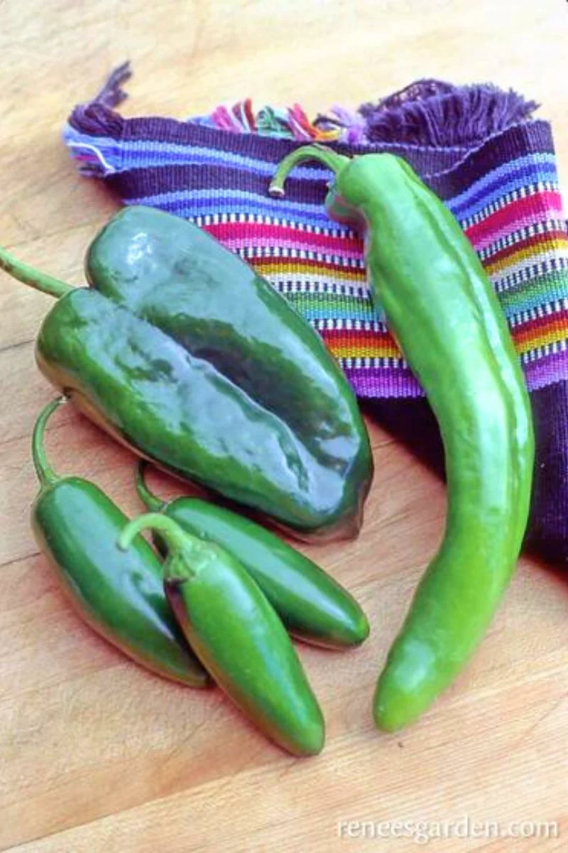 Renee's Garden Chile Peppers Southwestern Chile Trio Seeds - Image 2
