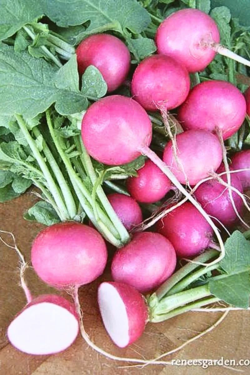Renee's Garden Round Radishes Pink Punch Seeds - Image 2