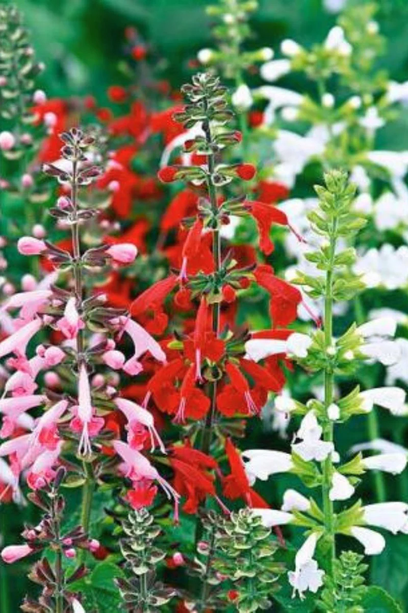 Renee's Garden Container/Pollinator Salvia Bee Haven Seeds - Image 2