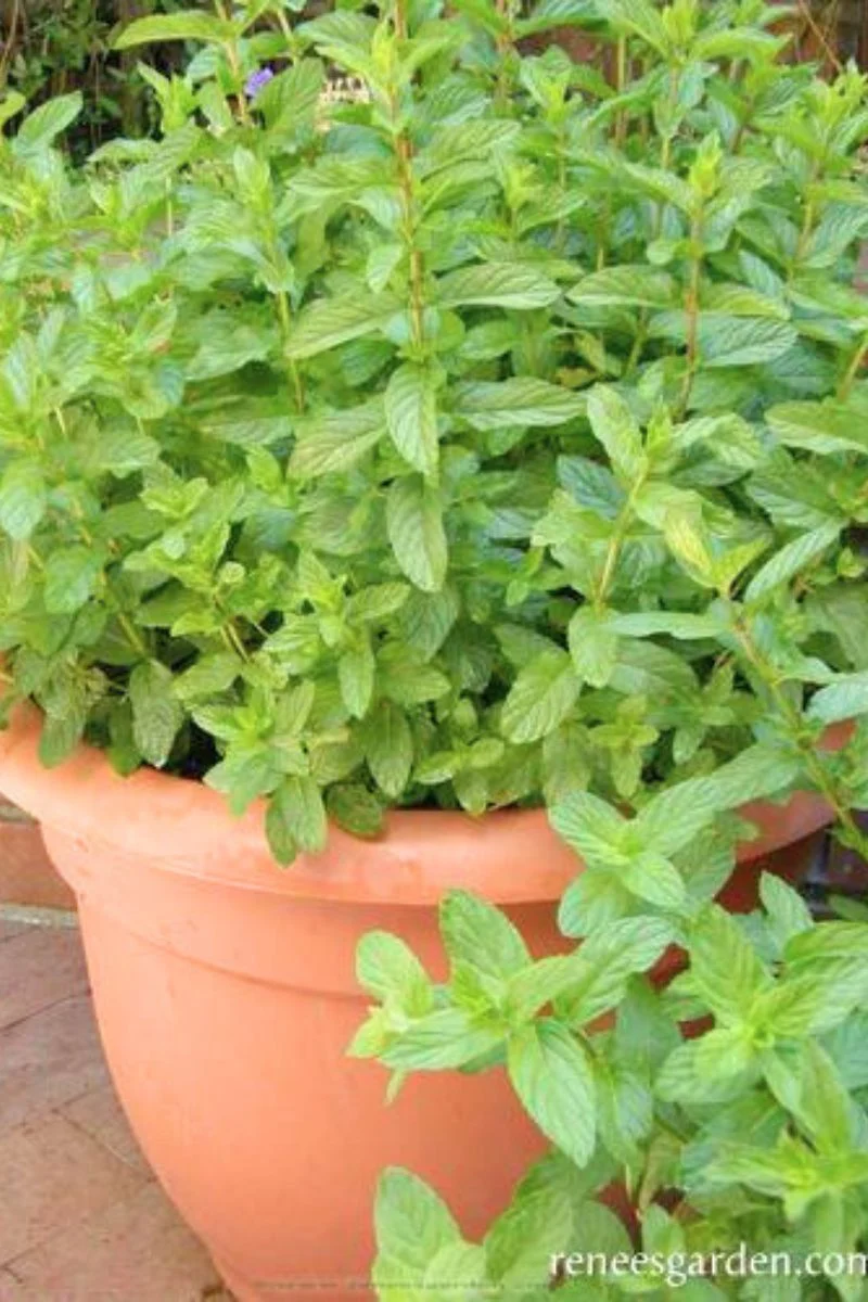 Renee's Garden Kitchen Herbs Heirloom Spearmint Seeds - Image 2