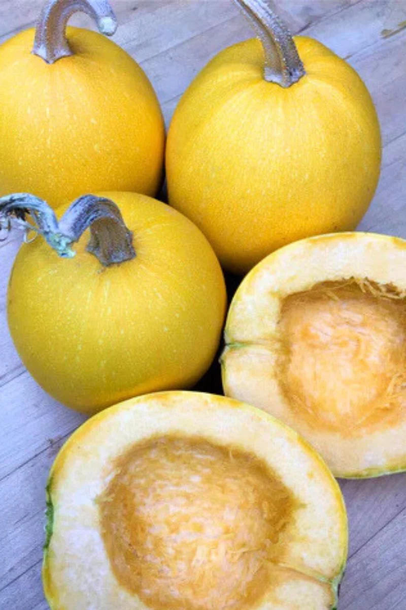 Renee's Garden Winter Squash Baby Spaghetti Seeds - Image 2