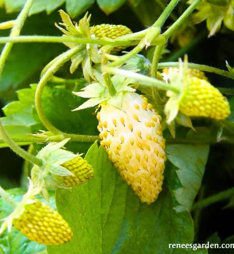 Renee's Garden Alpine Strawberries Heirloom Pineapple Seeds - Image 2