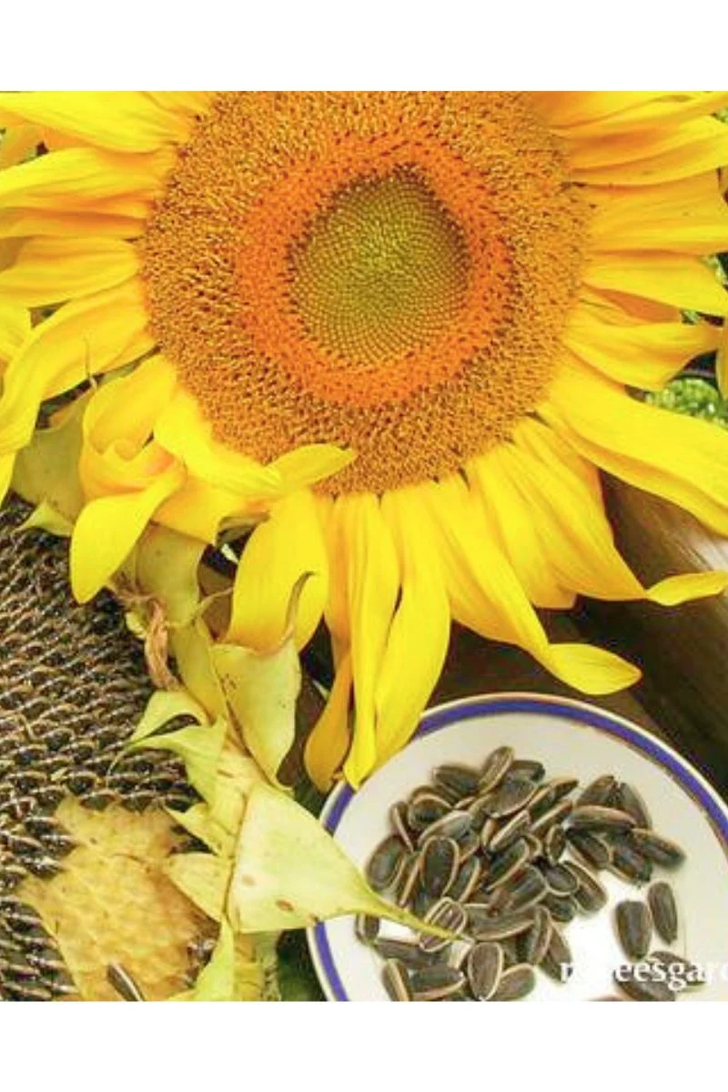 Renee's Garden Edible Sunflowers Snack Seed Seeds - Image 2