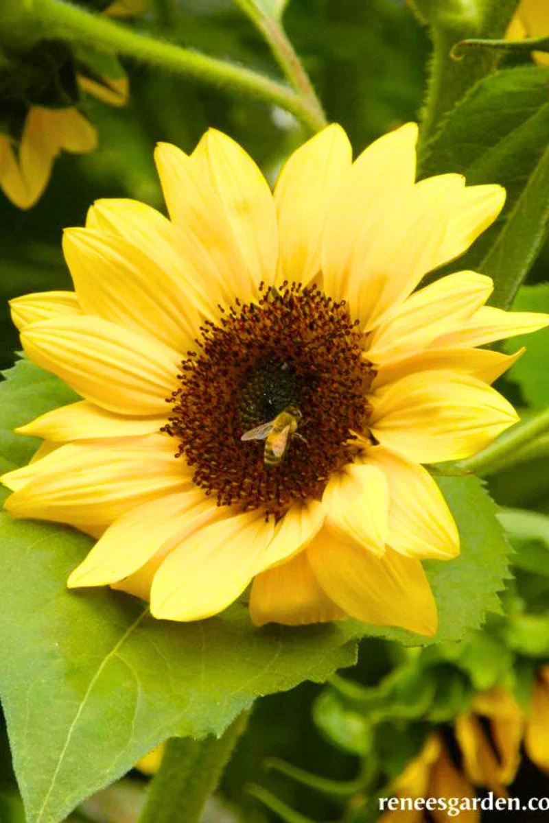 Renee's Garden Bvorder Sunflowers Sundancer Seeds
