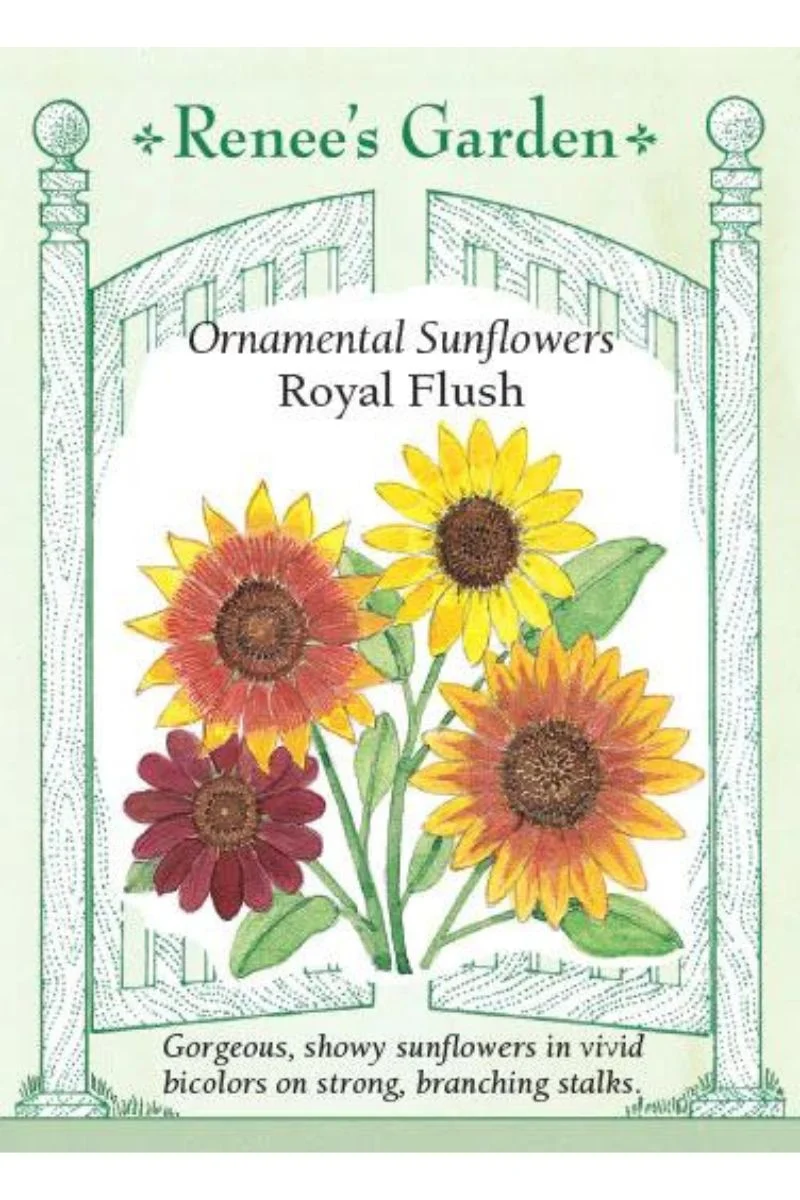 Renee's Garden Ornamental Sunflower Royal Flush Seeds - Image 2