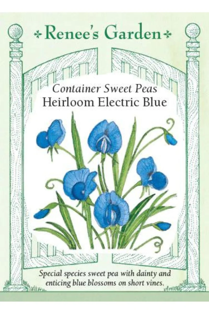 Renee's Garden Container Sweet Peas Heirloom Electric Blue Seeds - Image 2