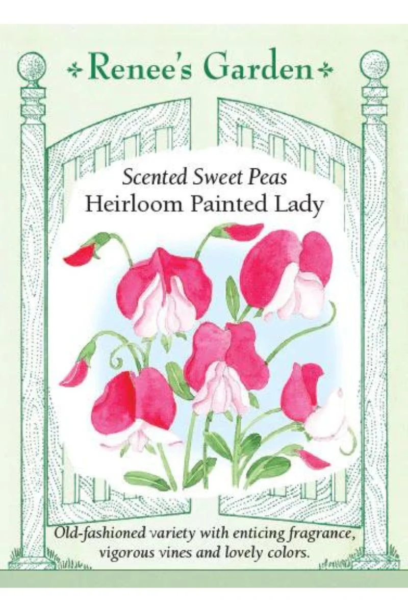 Renee's Garden Scented Sweet Peas Heirloom Painted Lady Seeds - Image 2