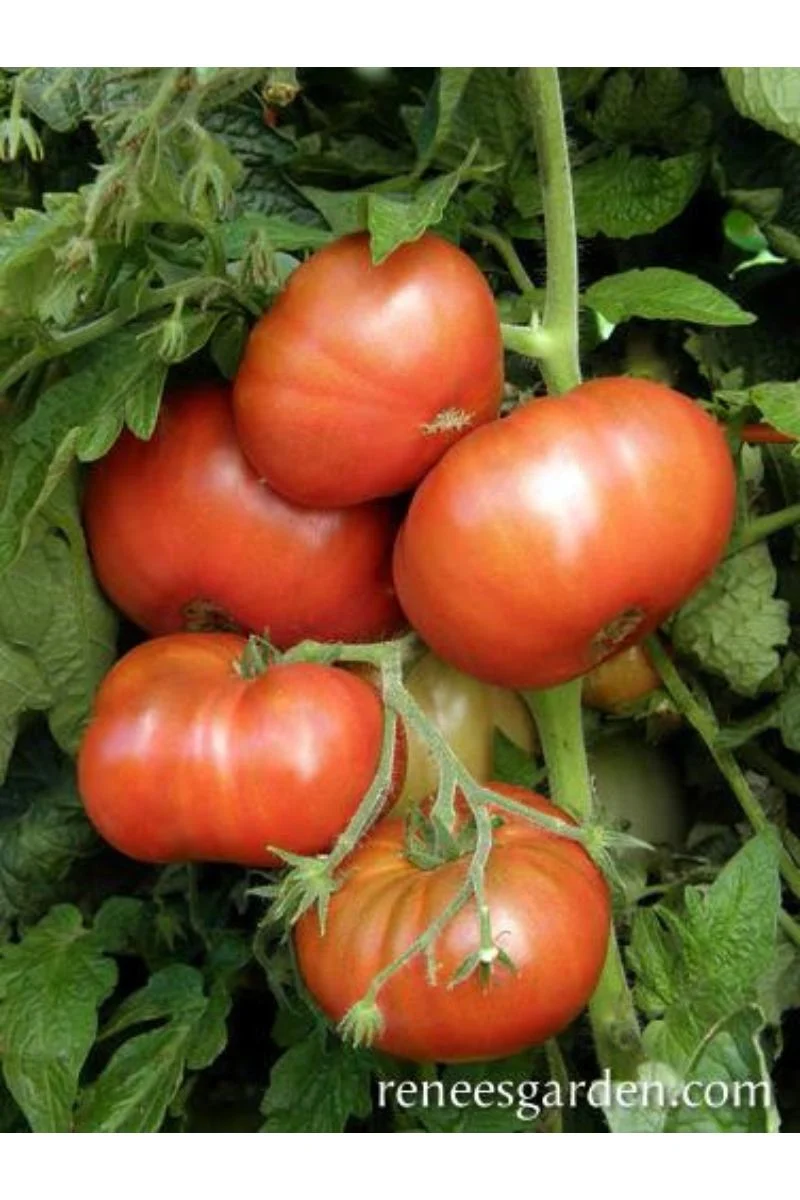 Renee's Garden Heirloom Container Tomatoes Tasmanian Chocolate Organic Seeds - Image 2