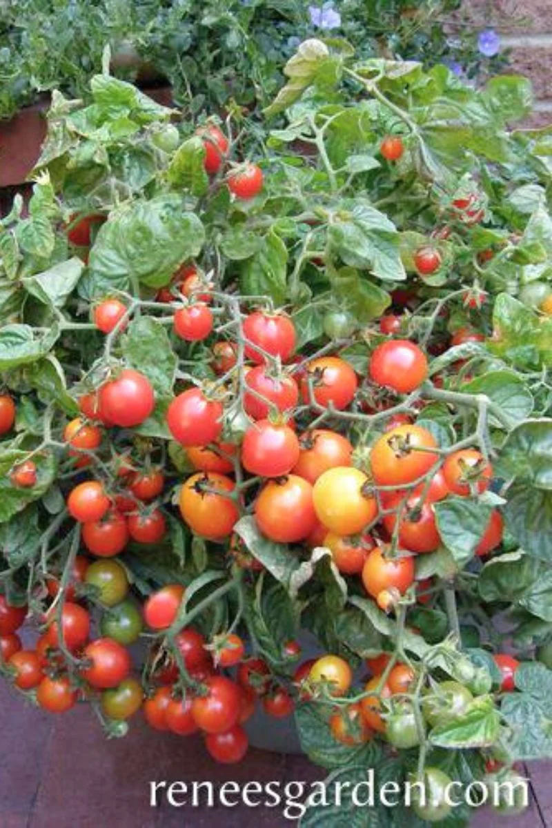 Renee's Garden Windowbox Tomatoes Litt'l Bites Cherry Seeds - Image 2