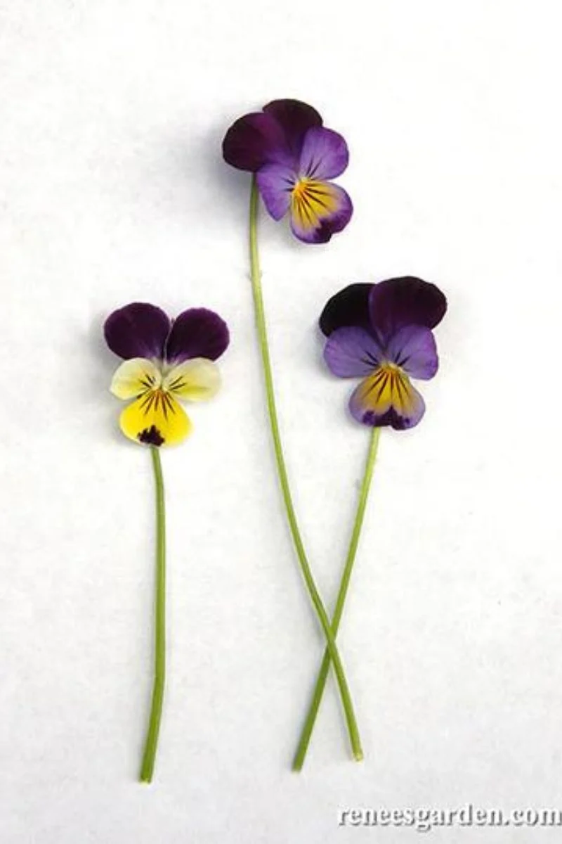 Renee's Garden Heirloom Edible Flowers Grandma's Johnny Jump Ups Seeds - Image 2