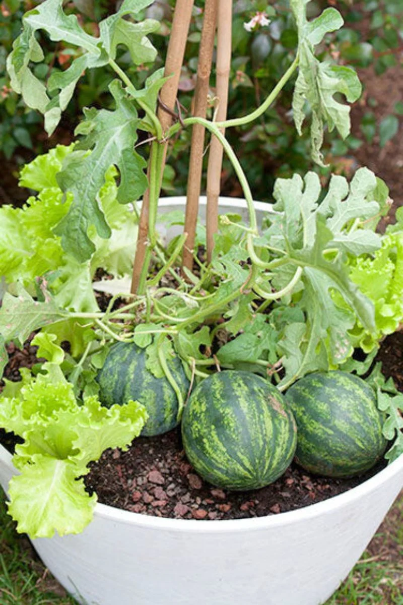 Renee's Garden Personal Size Watermelons Mini Love Seeds - Image 2