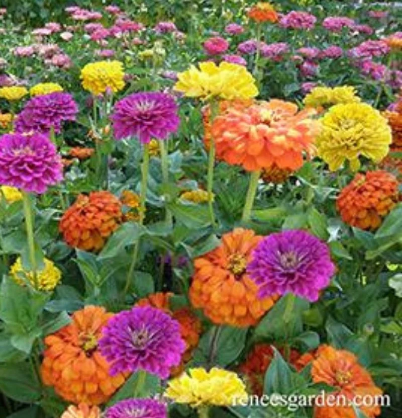 Renee's Garden Heirloom Cutting Zinnias Bling Bling Seeds - Image 2