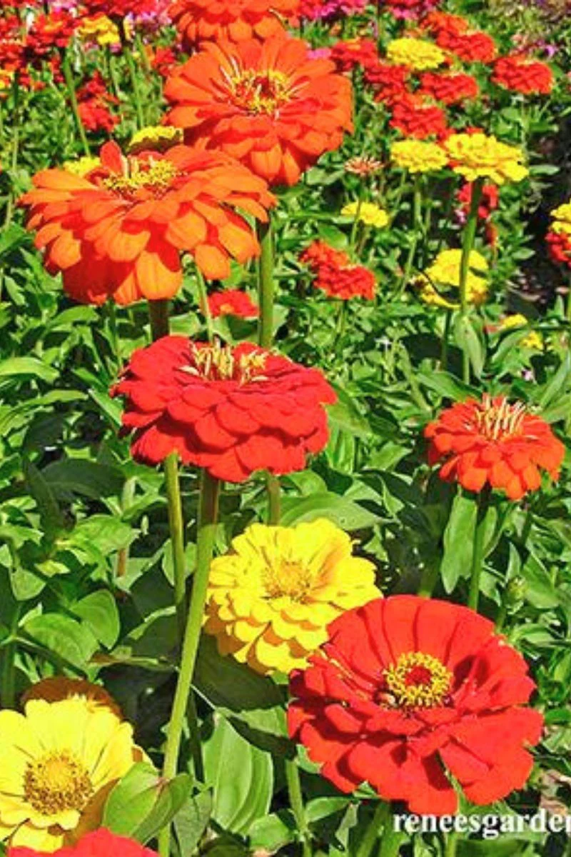Renee's Garden Cutting Zinnias Hot Crayon Colors Seeds - Image 2