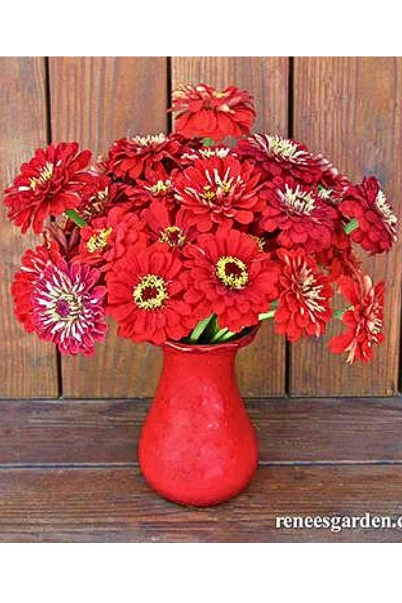 Renee's Garden Heirloom Cutting Zinnias Moulin Rouge Seeds - Image 2