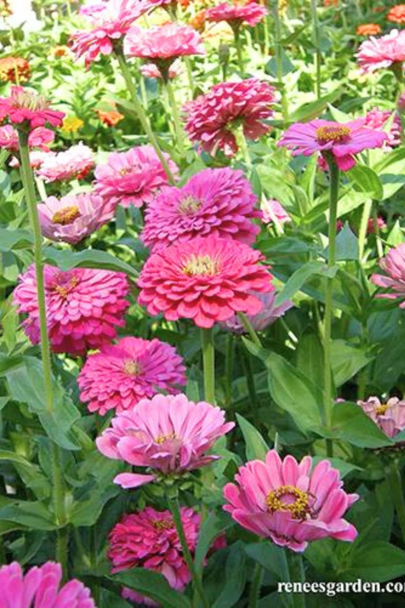 Renee's Garden Cutting Zinnias Raspberry Sorbet Seeds - Image 2