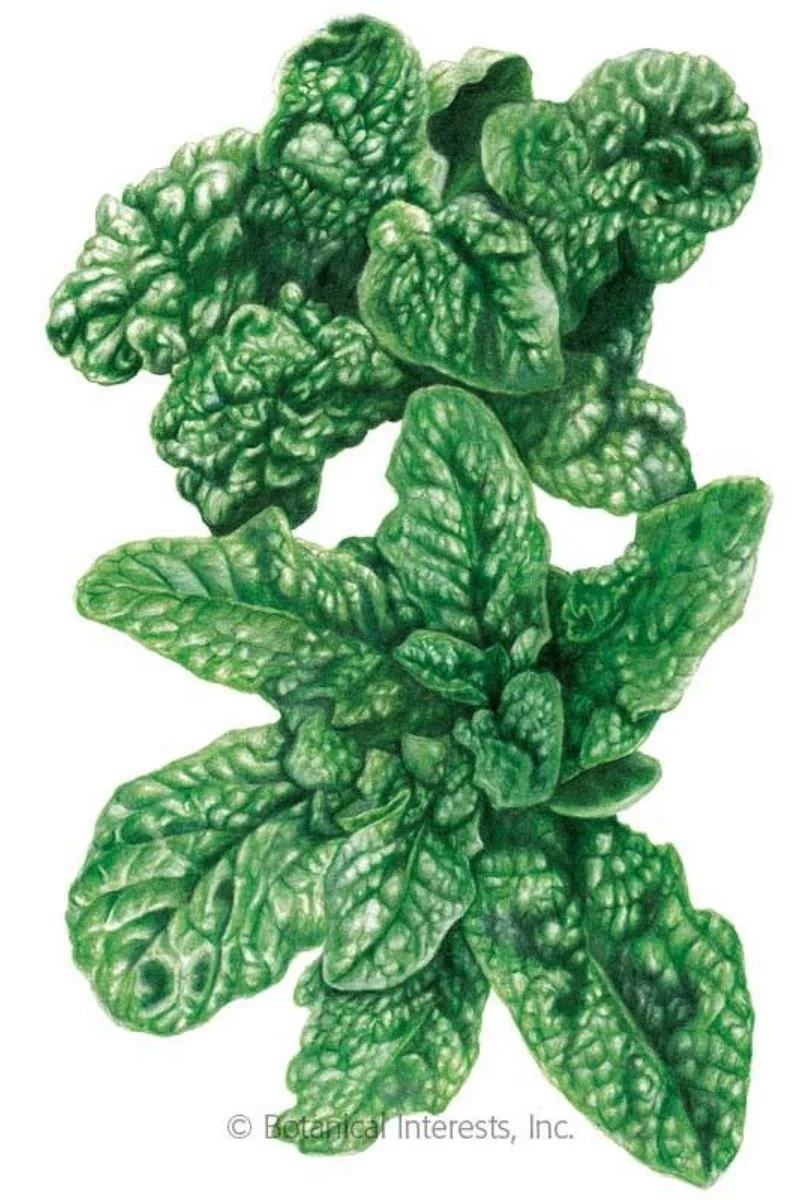 Botanical Interests Bloomsdale Spinach Organic Seeds
