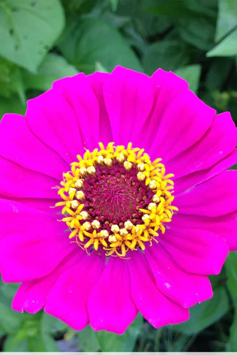 Botanical Interests Thumbelina Zinnia Organic Seeds - Image 2