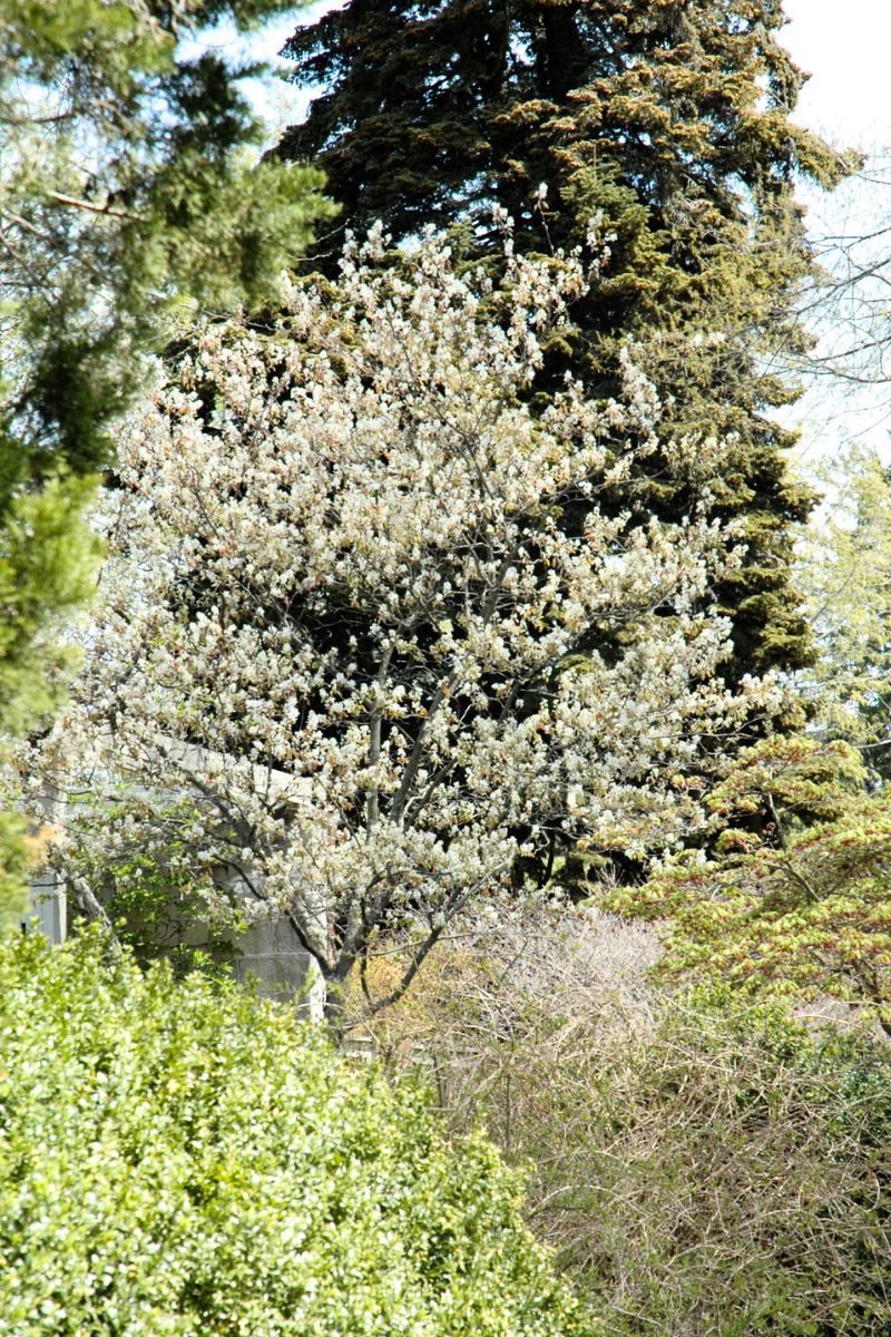 Serviceberry, Allegheny Luster - Image 2