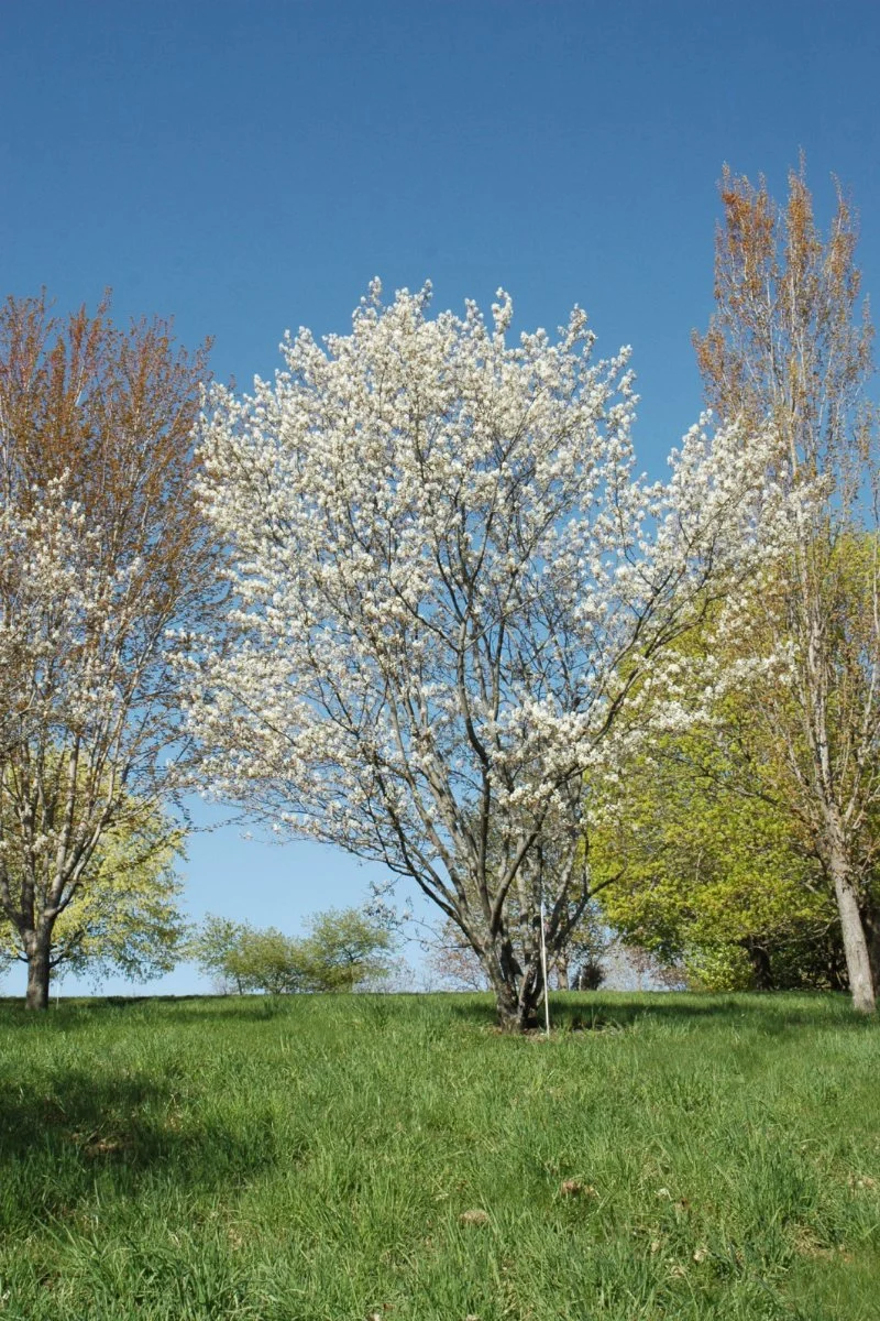 Serviceberry, Princess Diana - Image 2