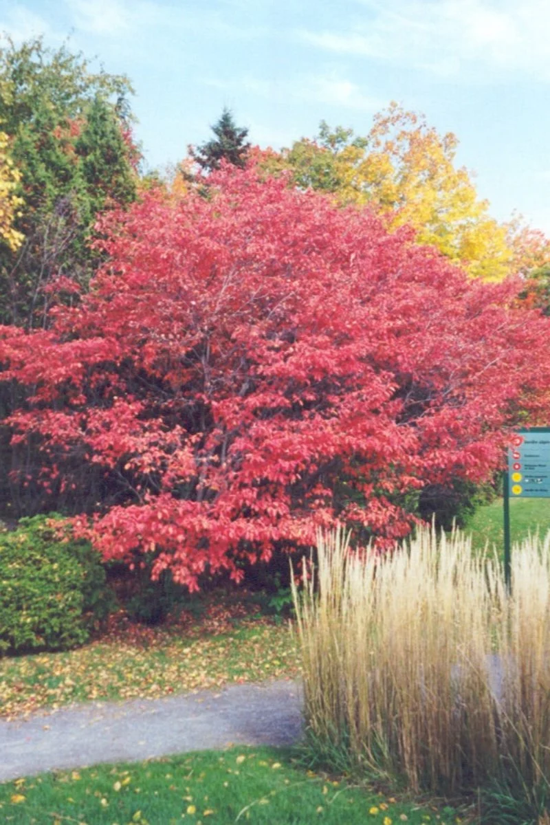Shadblow, Serviceberry - Image 2