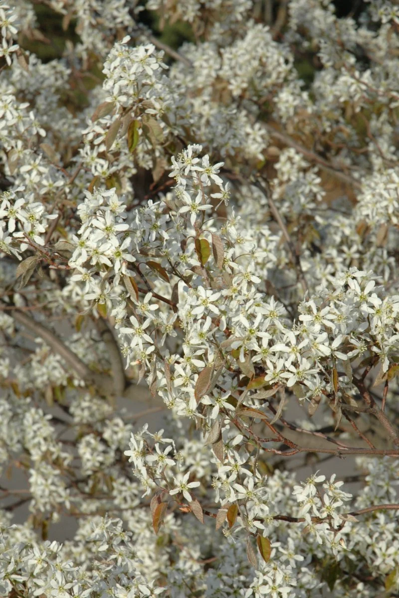 Shadblow, Serviceberry - Image 3