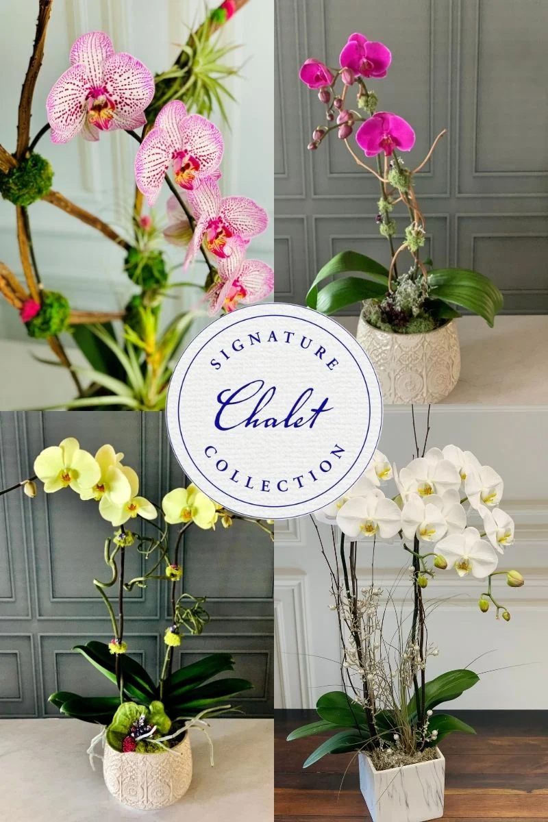Signature Arrangement Subscription Orchid Refresh Monthly