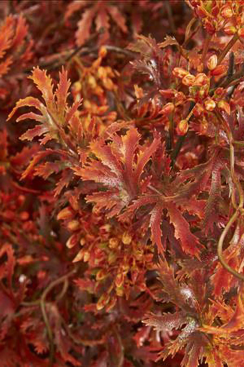 Faux Japanese Maple Stem 30"