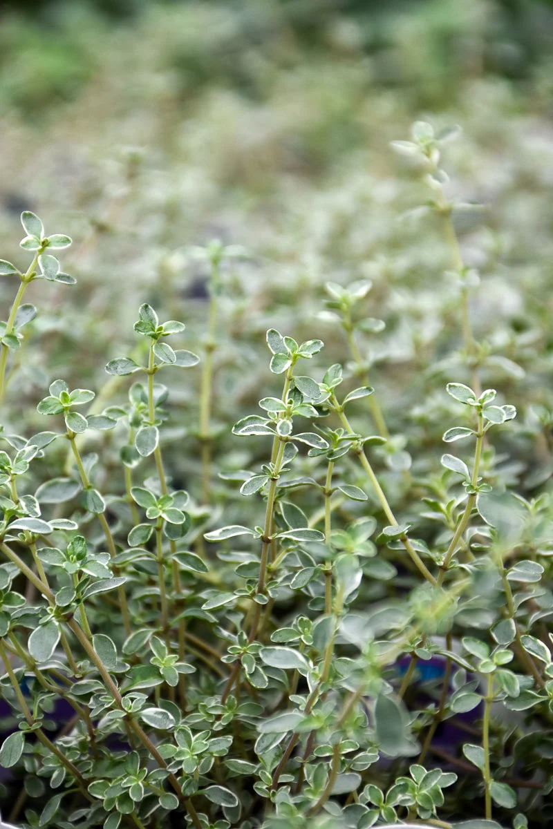 Silver Thyme, Hi-Ho Silver