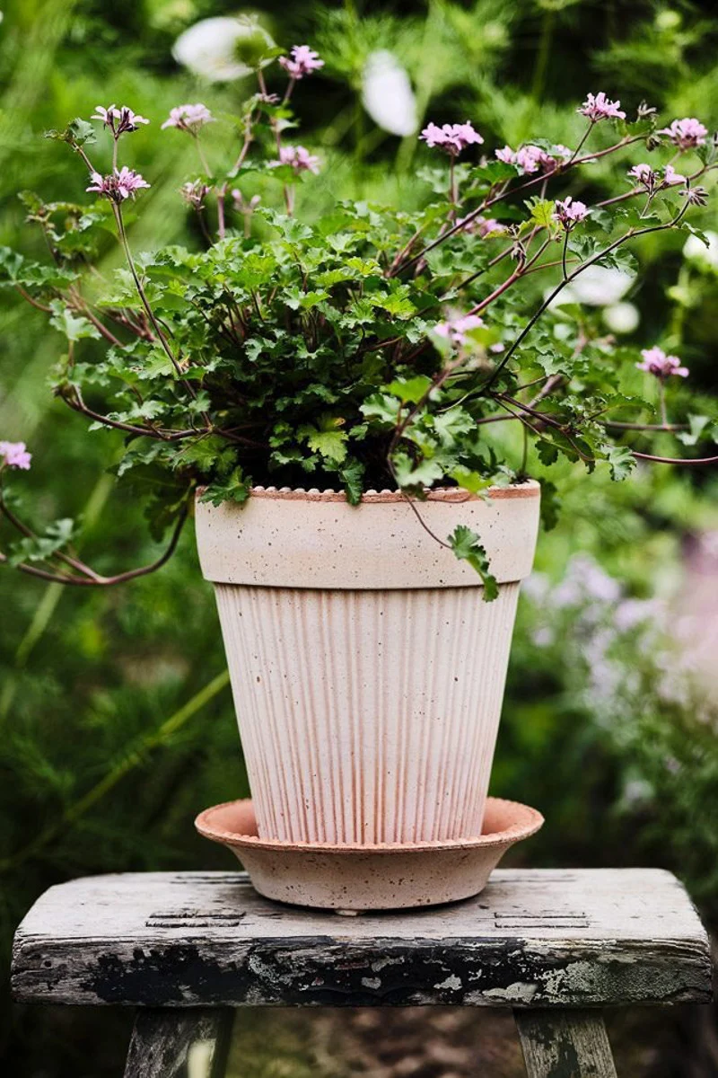 Simona Pot with Saucer 6.3"x6.7" RAW Rosa