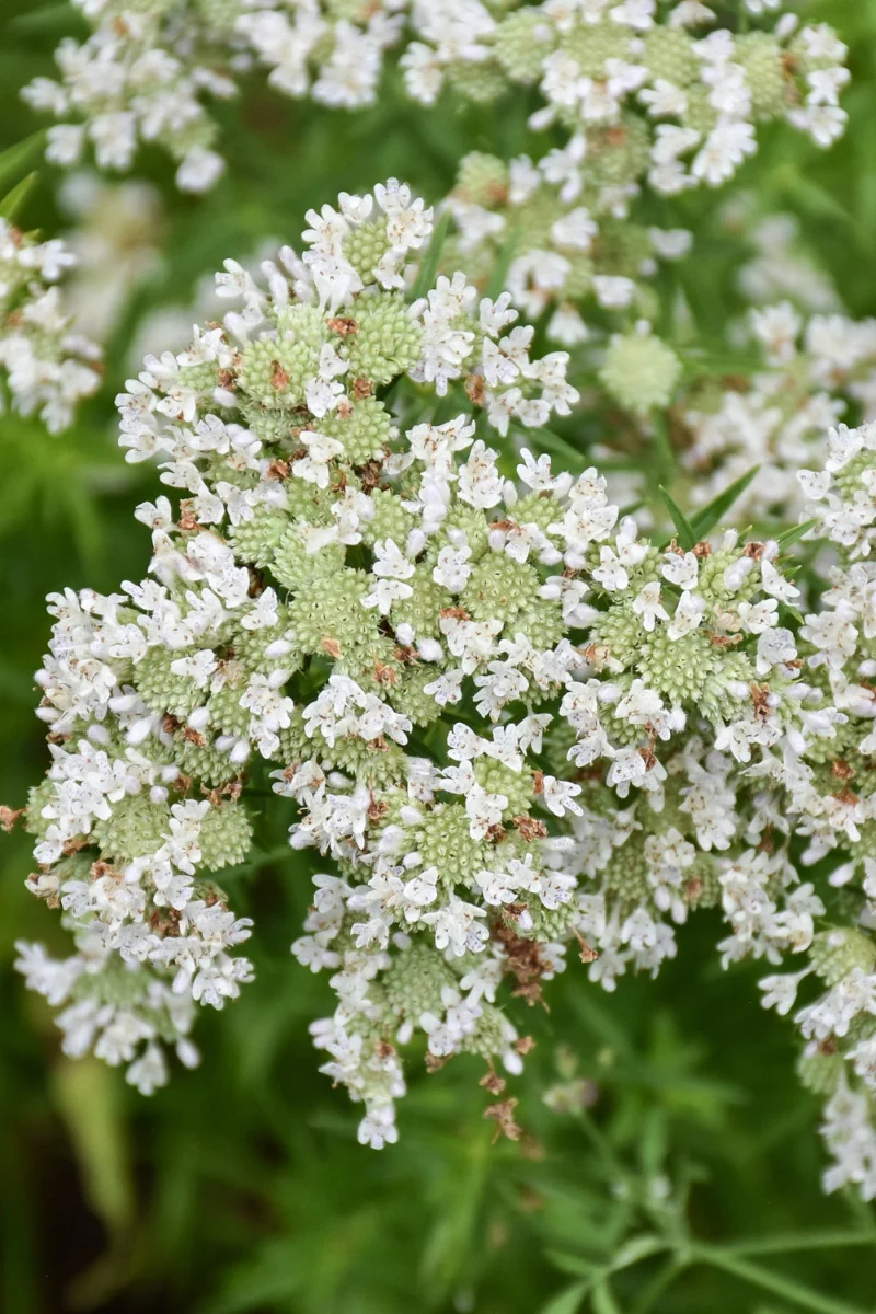 Slender Mountain Mint - Image 2