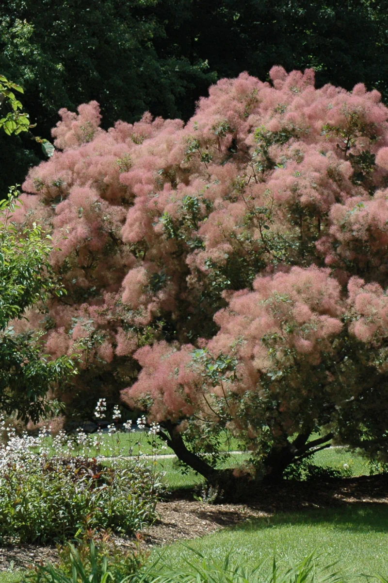 Smokebush, Grace - Image 3
