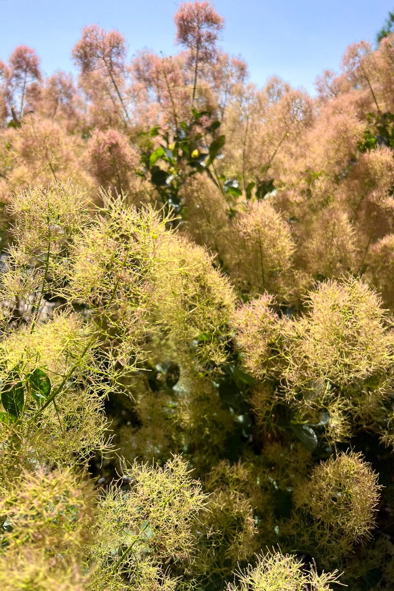Smokebush, Young Lady - Image 2