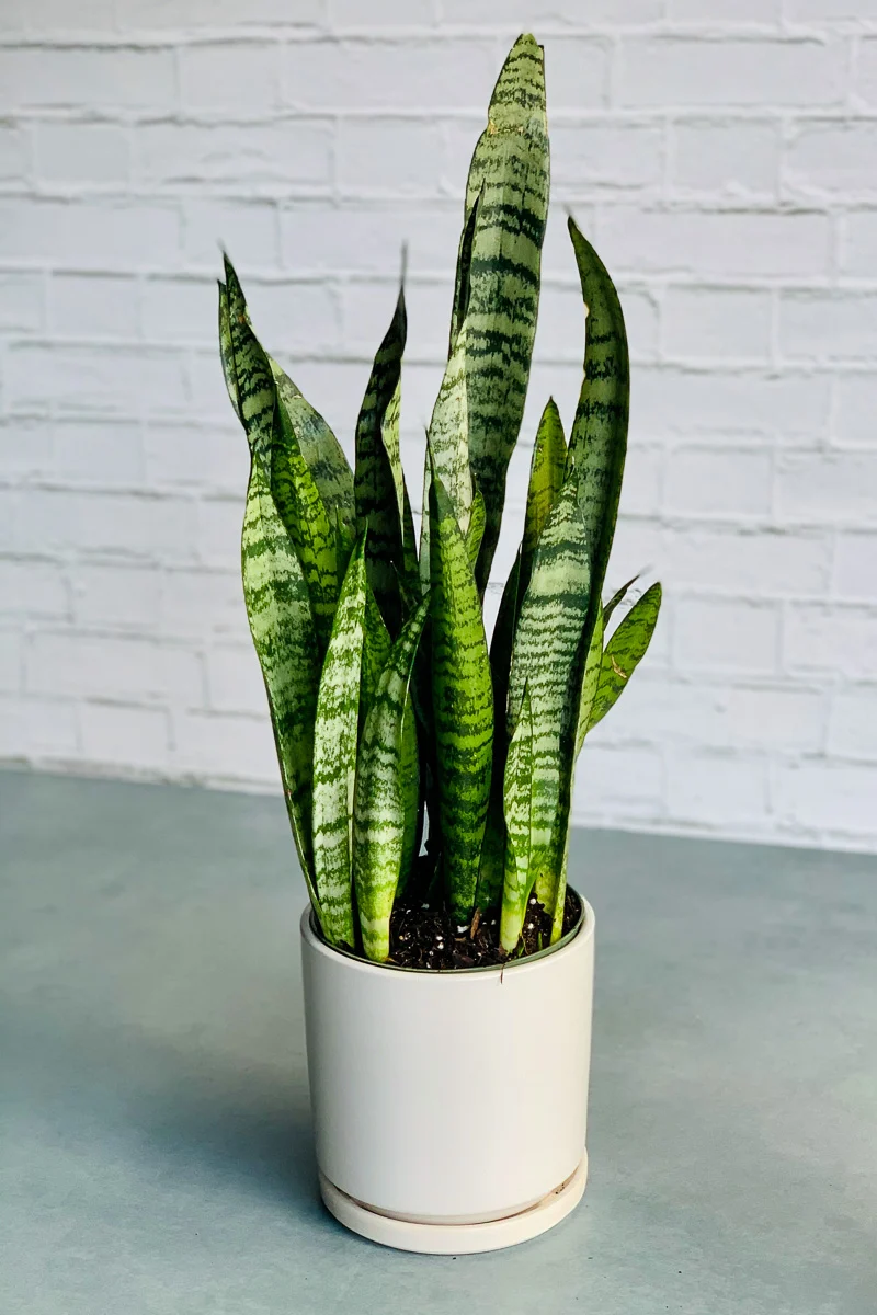 Snake Plant, Zeylanica 6"