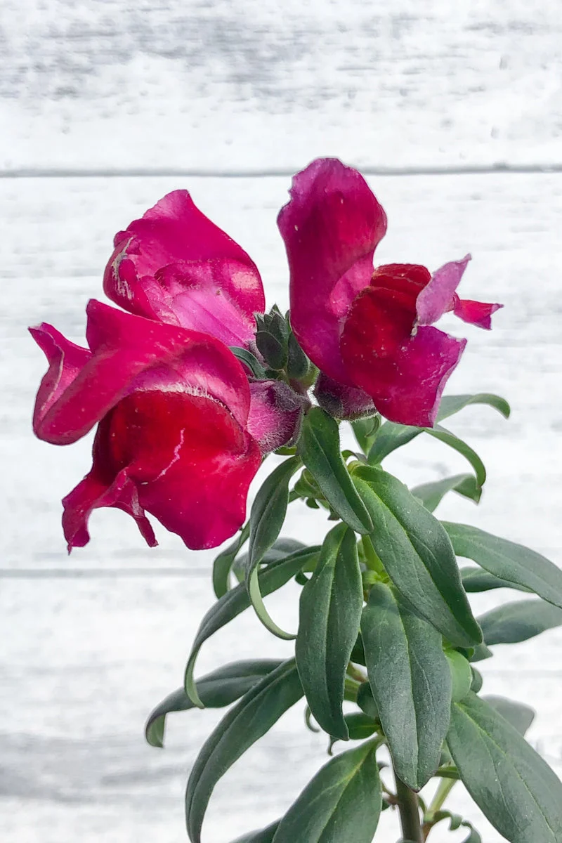 Snapdragon, Liberty Crimson - Image 2