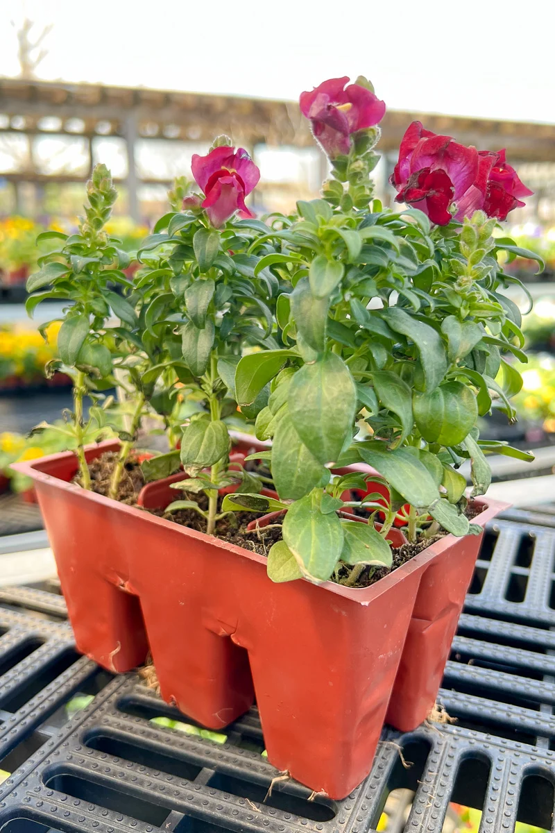 Snapdragon, Magenta - Image 2