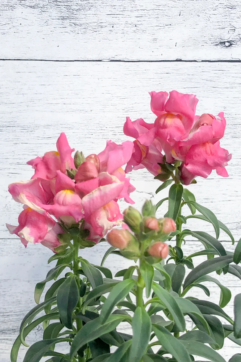Snapdragon, Pink