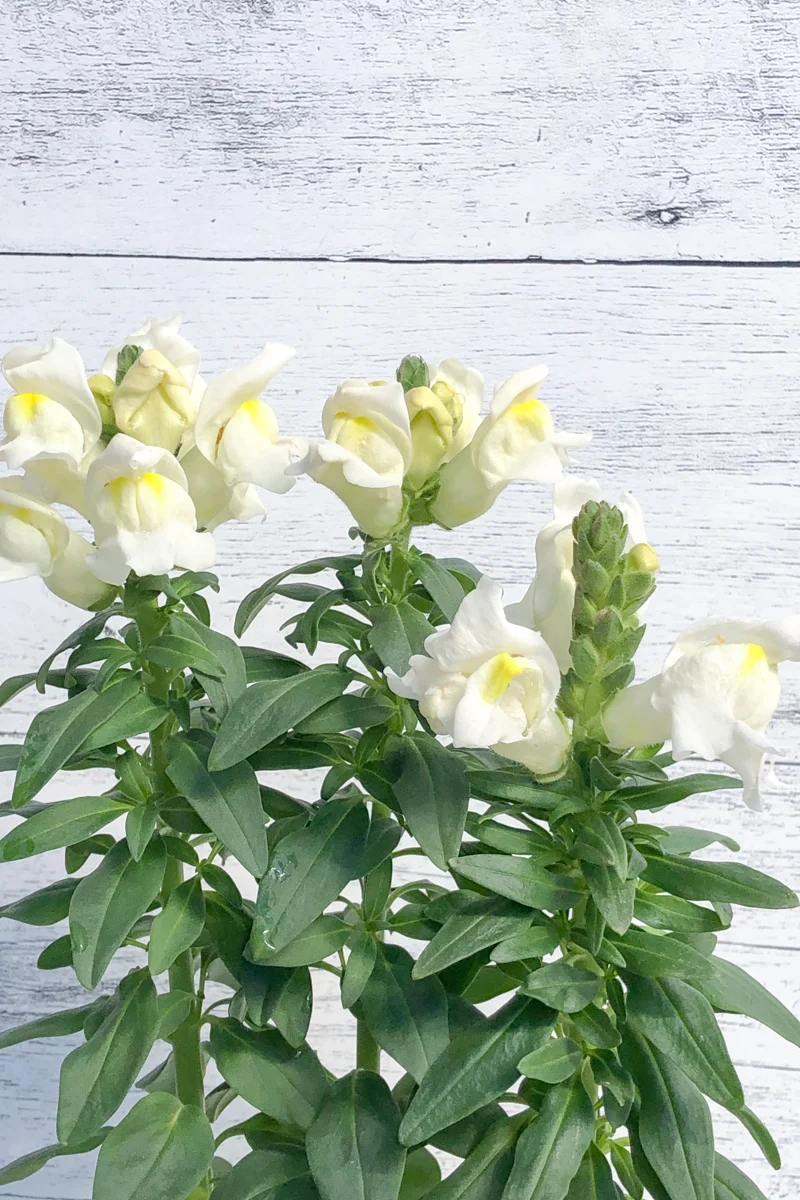 Snapdragon, Snapshot White