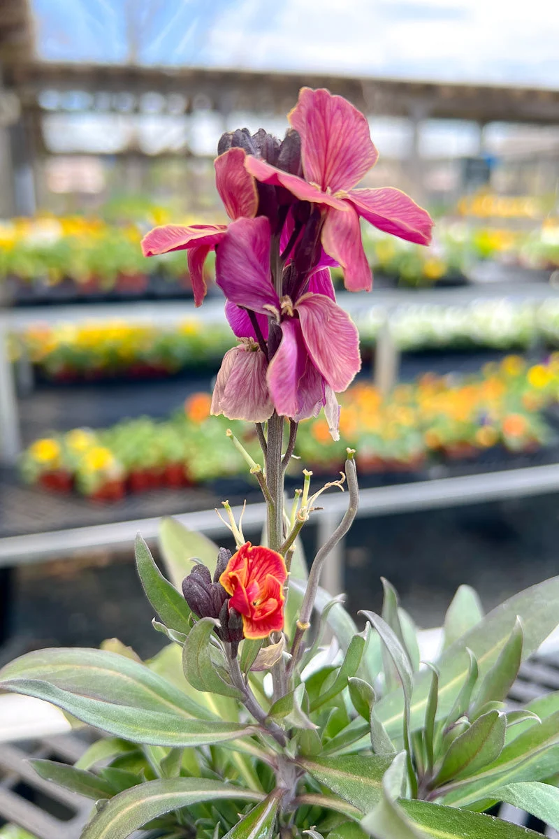 Snapdragon, Sugar Rush Purple Bi
