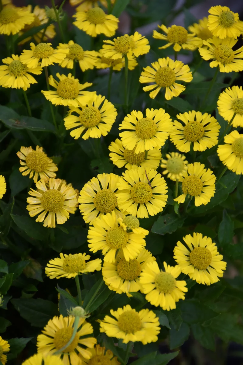 Sneezeweed, Sombrero