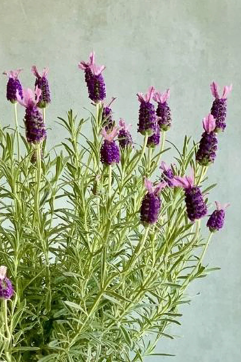 Lavender, Spanish 1G - Image 2