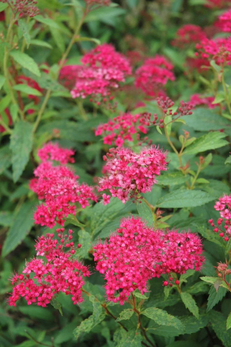 Spirea, Neon Flash - Image 2