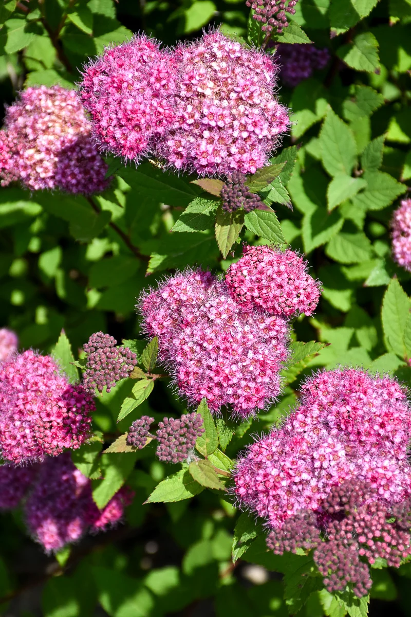 Spirea, Double Play Artist