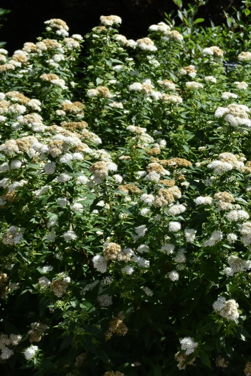 Spirea, Empire Yeti - Image 2